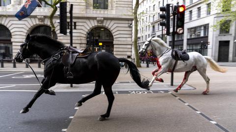 Spłoszone konie galopowały po Londynie. Nagranie z 24 kwietnia