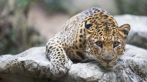 Lampart amurski zamieszkał w Warszawskim zoo