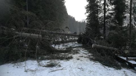 Powalone drzewa na drodze do Morskiego Oka w Tatrach