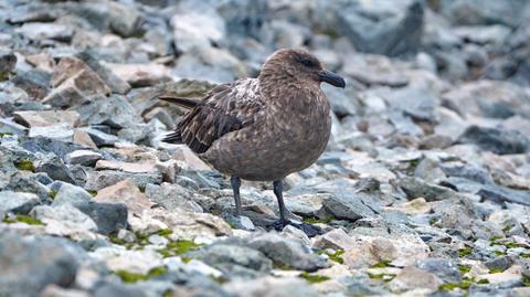 Przypadki ptasiej grypy zanotowano na Bird Island