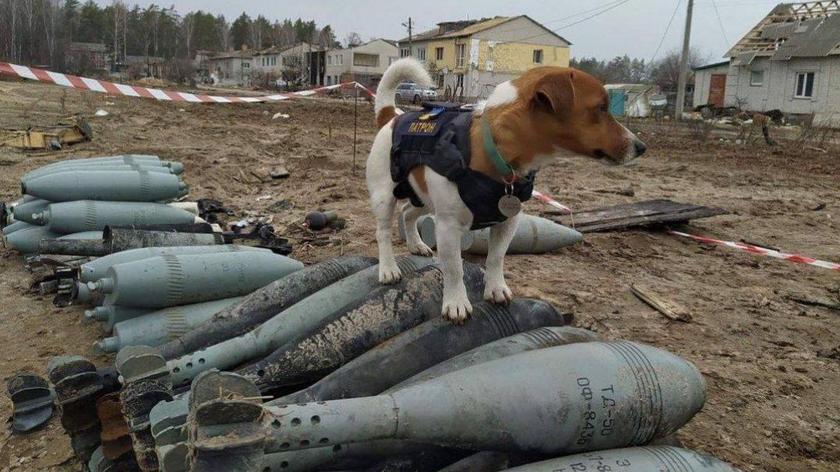 Pies Patron pomaga przy wyszukiwaniu min na Ukrainie