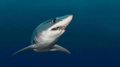 Naukowcy natrafili na ogromny żłobek rekinów (Marine Institute, INFOMAR, EMFF)