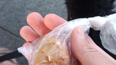 Pies Gacek zjadł przed blokiem kiełbasę nafaszerowaną trucizną (wideo archiwalne)