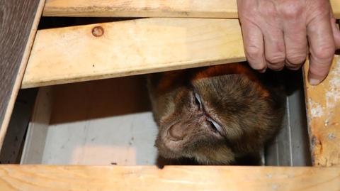 Stolen macaque named Bubuś safely returns to its owner