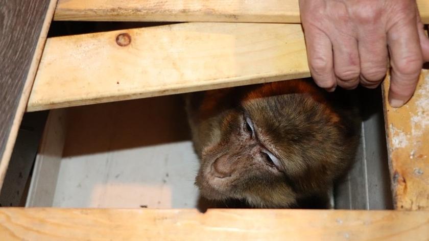 Makak Bubuś został skradziony z mini zoo. Odnalazł się w kamienicy w Jaworze