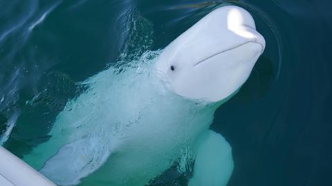 Białuchy w oceanarium. Wideo archiwalne