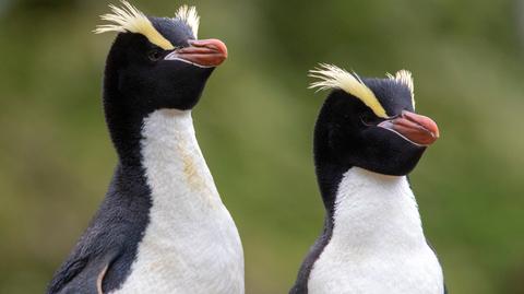Pingwin szczotkoczuby (Eudyptes sclateri)