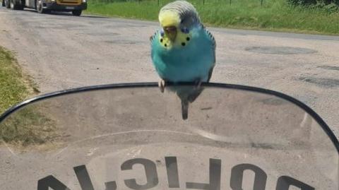 Papuga z "wizytą" u policjantów (wideo z 12.06.2021)