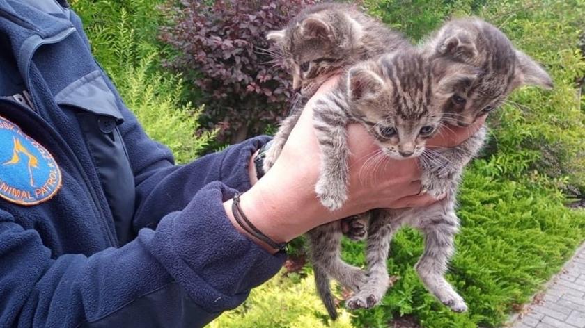 Waste collectors save kittens thrown into garbage container