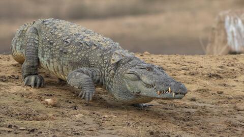 Krokodyl różańcowy konsumuje australijskiego krokodyla słodkowodnego