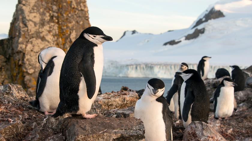 Pingwinom w Singapurze wszczepiono sztuczne soczewki wewnątrzgałkowe