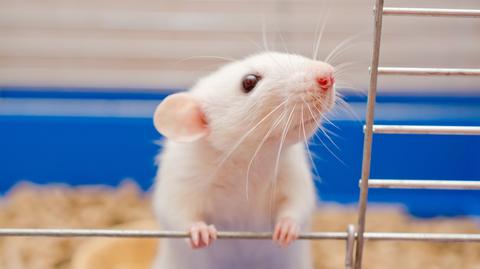 Szczury potrafią kołysać się w rytm muzyki