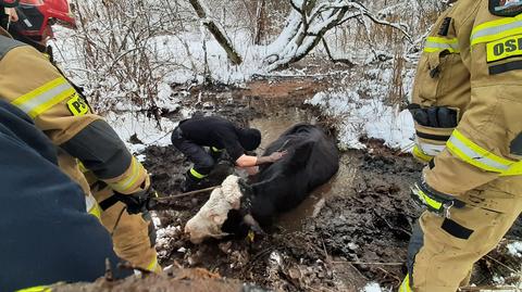 Krowa utknęła w bagnie, pomogli jej strażacy