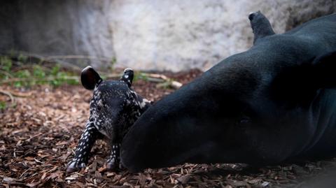 W brytyjskim zoo przyszedł na świat tapir malajski