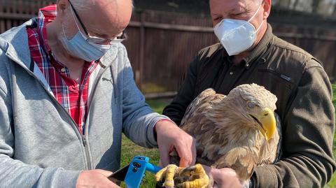 Nadleśnictwo Włoszakowice: Leśnicy z ornitologami uratowali bielika