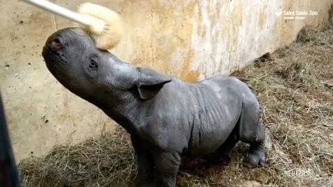 Nowy mieszkaniec zoo w Saint Louis. Na świat przyszedł nosorożec czarny