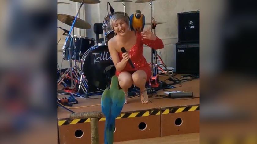 Papugi szalały na zagranicznym koncercie Magdy Steczkowskiej