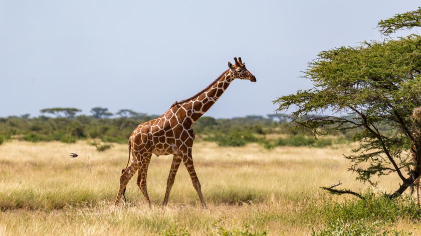 Żyrafa zadeptała na śmierć dziecko w rezerwacie przyrody w RPA