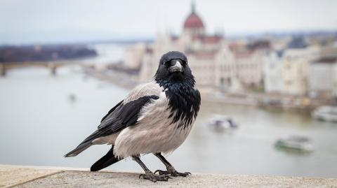 Kokosanka z Gdańska okrzyknięta "Pingwinem Roku"