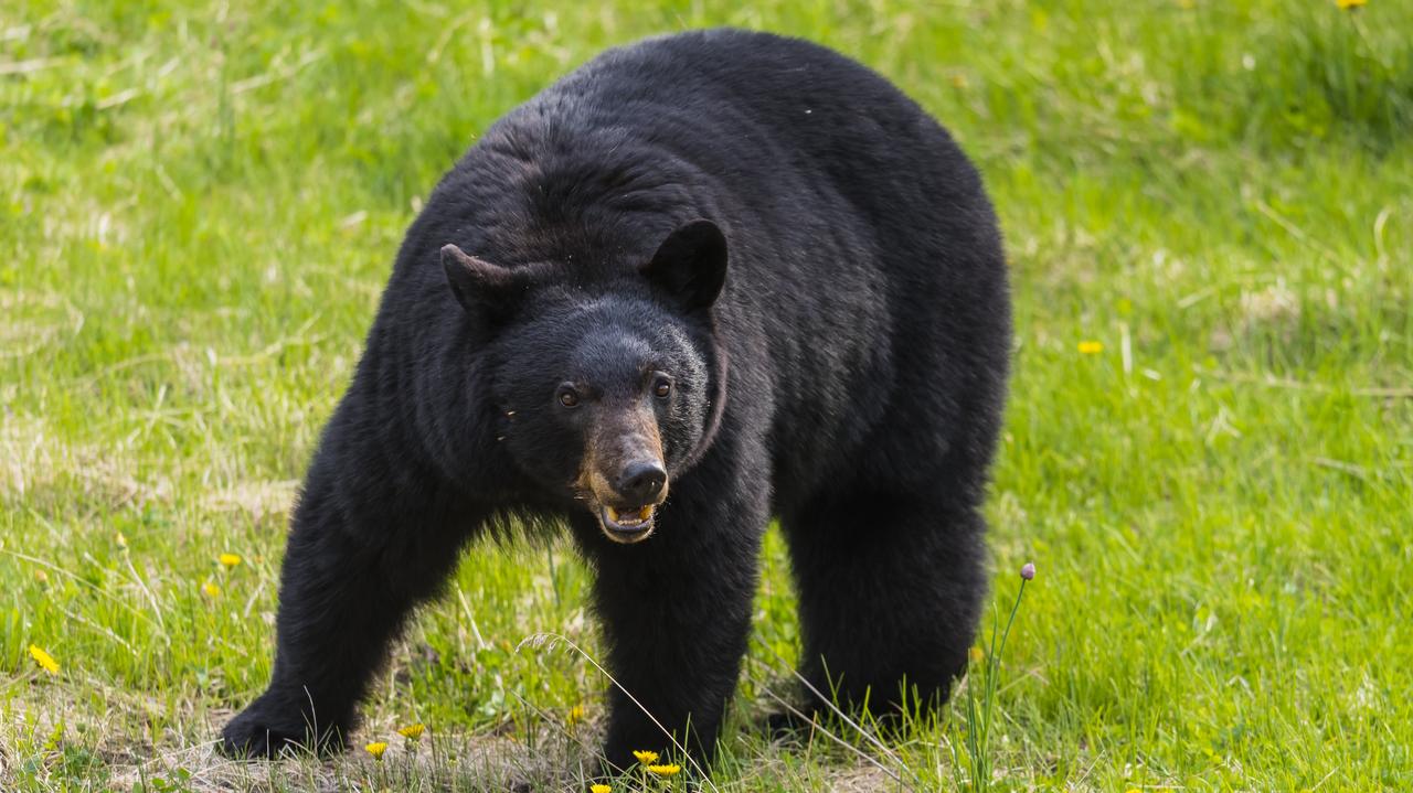 "Z reguły, gdy wyczuje obecność człowieka, ucieka". Pierwszy taki atak od dawna