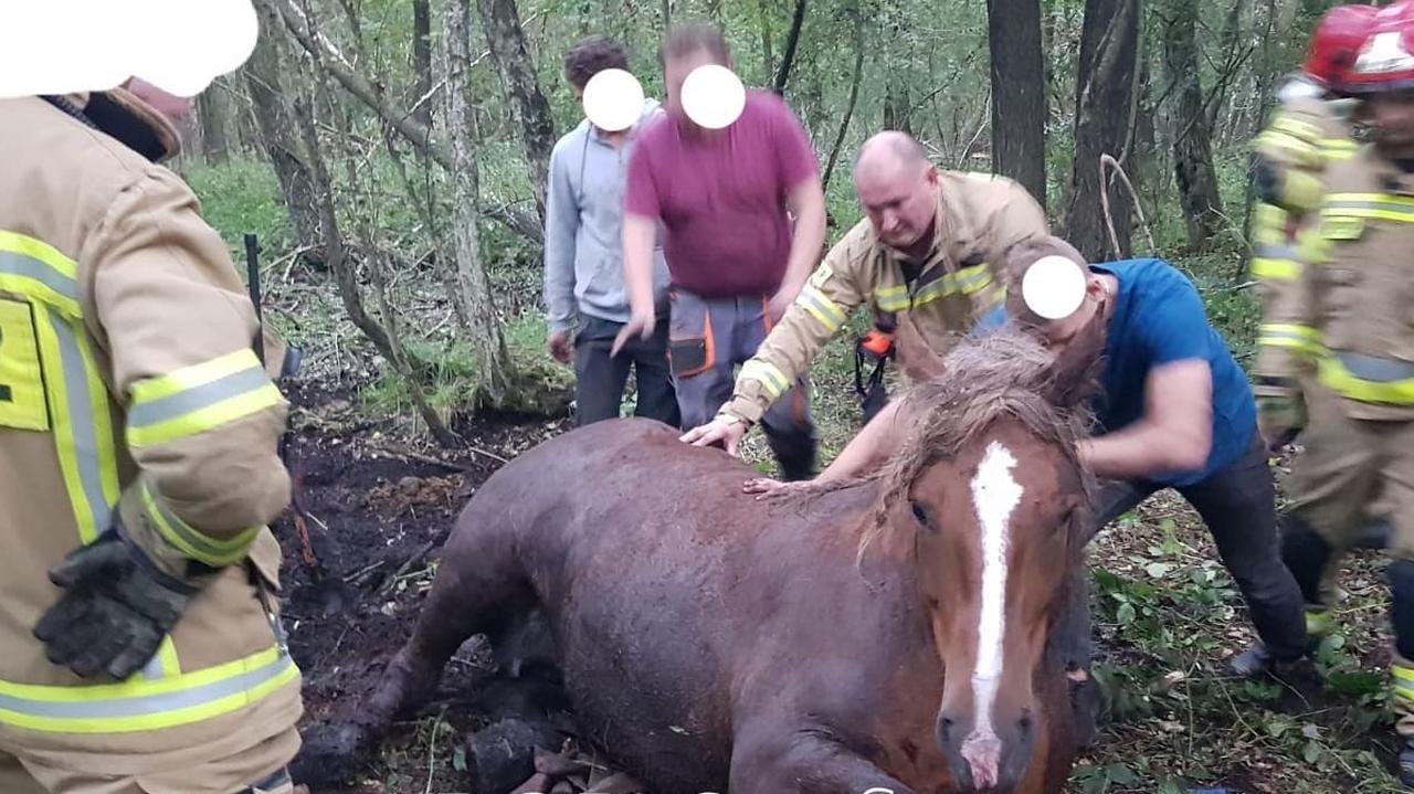 Koń ugrzązł w bagnie. Konieczna było pomoc strażaków