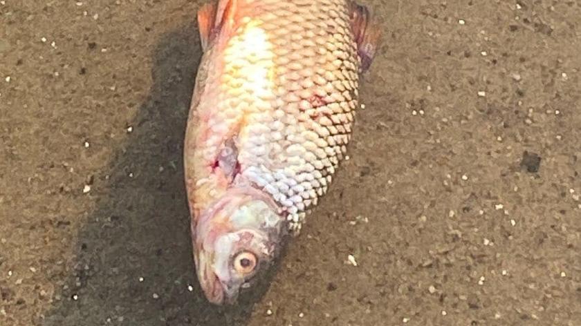 Pierwsze martwe ryby w Szczecinie. Zamknięte kąpieliska