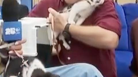 O czym pamiętać przy adopcji kotka?