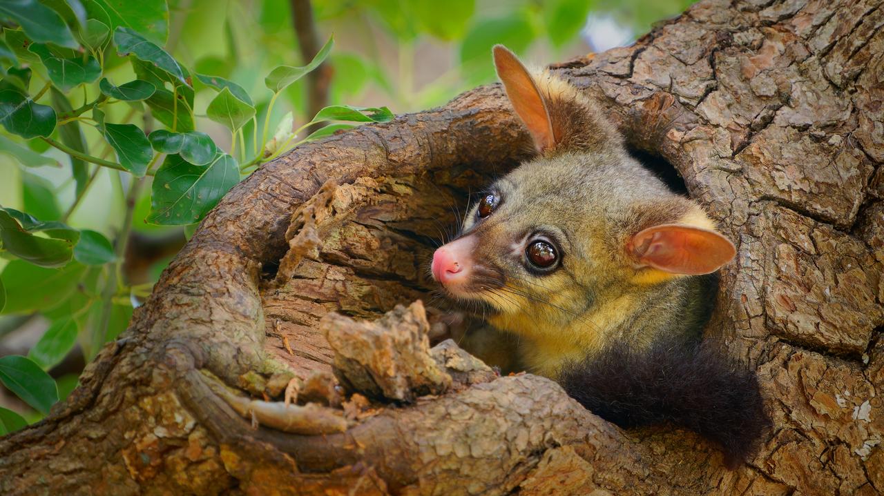 Biodiversity in cities.  How many species can we find in an urban backyard?  There may be more than a thousand of them.  Study from Australia