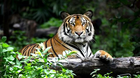 Tygrys bengalski
