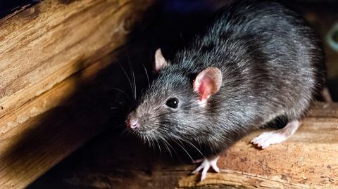 Według szacunków w Nowym Jorku żyją 2 miliony szczurów