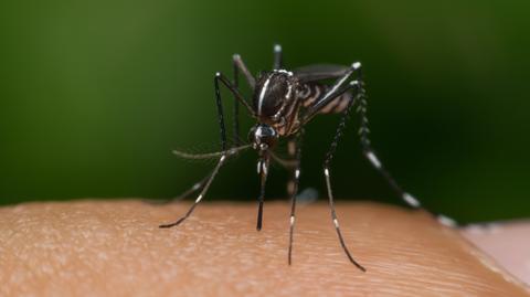 Denga przenoszona jest przez komary