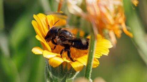Pszczoła Osmia lignaria