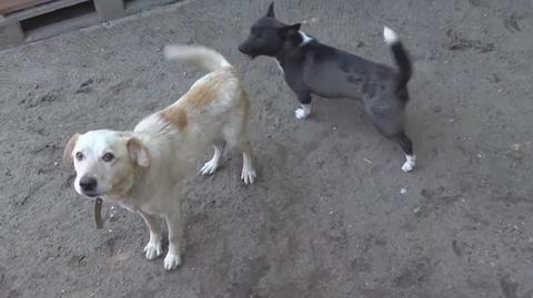 Psy z Chersonia trafiły do OTOZ Animals w Bojanie