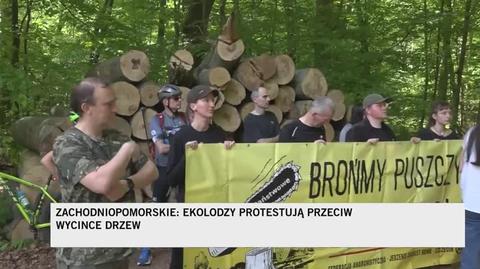 Aktywiści chcą ocalić Puszczę Bukową. Protestują przeciwko wycince wiekowego drzewostanu