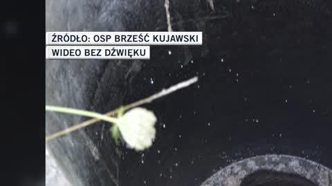 Pikutkowo. Strażacy uratowali sarnę uwięzioną w studni