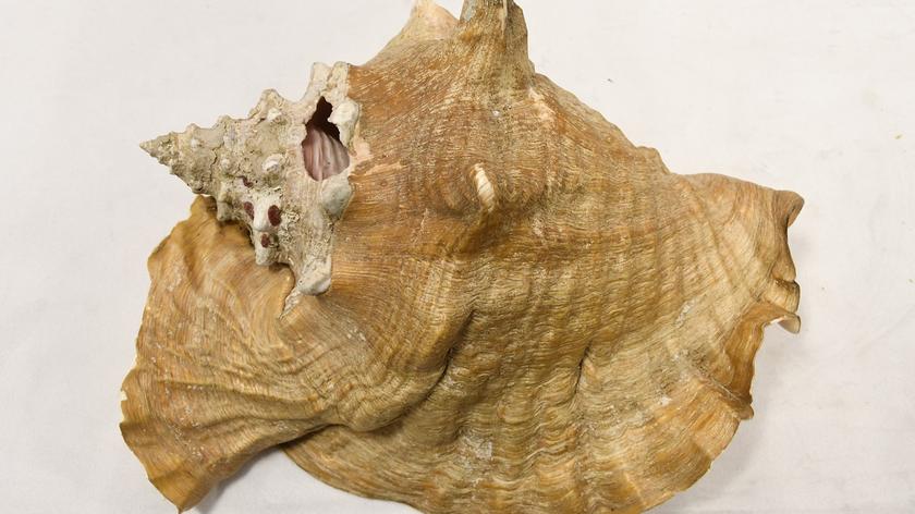 Lublin. W paczce z USA znaleziona została okazała muszlę chronionego gatunku ślimaka