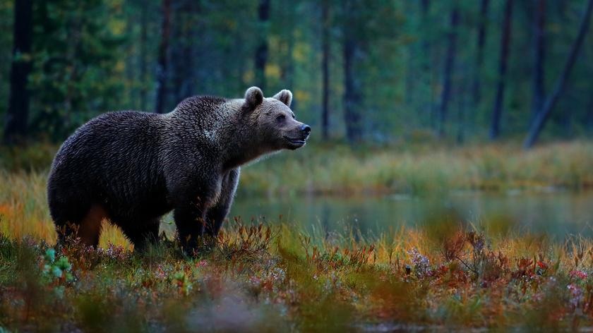 Zimowe spotkanie z niedźwiedziami w Bieszczadach