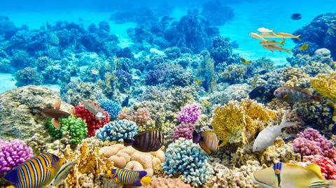 Naukowcy znaleźli sposób na uratowanie raf koralowych