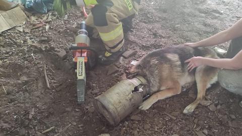 Strażacy uwolnili psa, które głowa utknęła w bańce na mleko