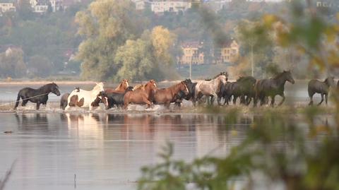 Akcja ratowania koni w Połupinie 