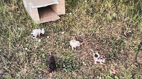 67-latek schował sześć małych kotów do pudełka i zostawił na polu, odpowie za znęcanie nad zwierzetami