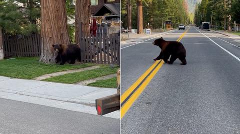 Policjant pomógł niedźwiedziowi przejść na drugą stronę ulicy