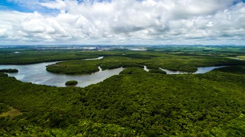 Amazoński las deszczowy
