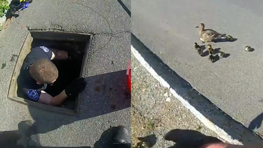 10 kaczuszek uratowanych z kanalizacji. Niezwykła misja policjantów z Rockland
