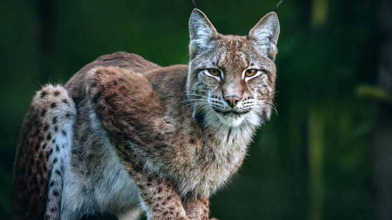 Martwa samica rysia, myśliwy z zarzutem