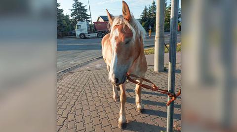 Wystraszony koń biegał pomiędzy autami w Radomiu 