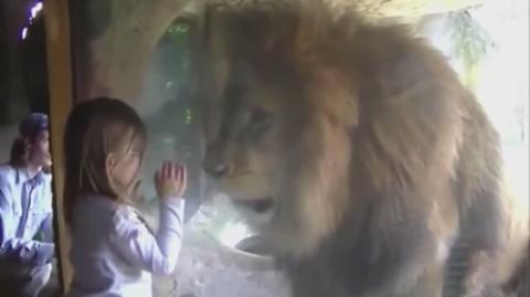 Dziewczynka próbuje pocałować lwa. Zobacz jego reakcję