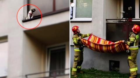 Pies za barierkami balkonu. Niecodzienna akcja strażaków w Tarnowskich Górach