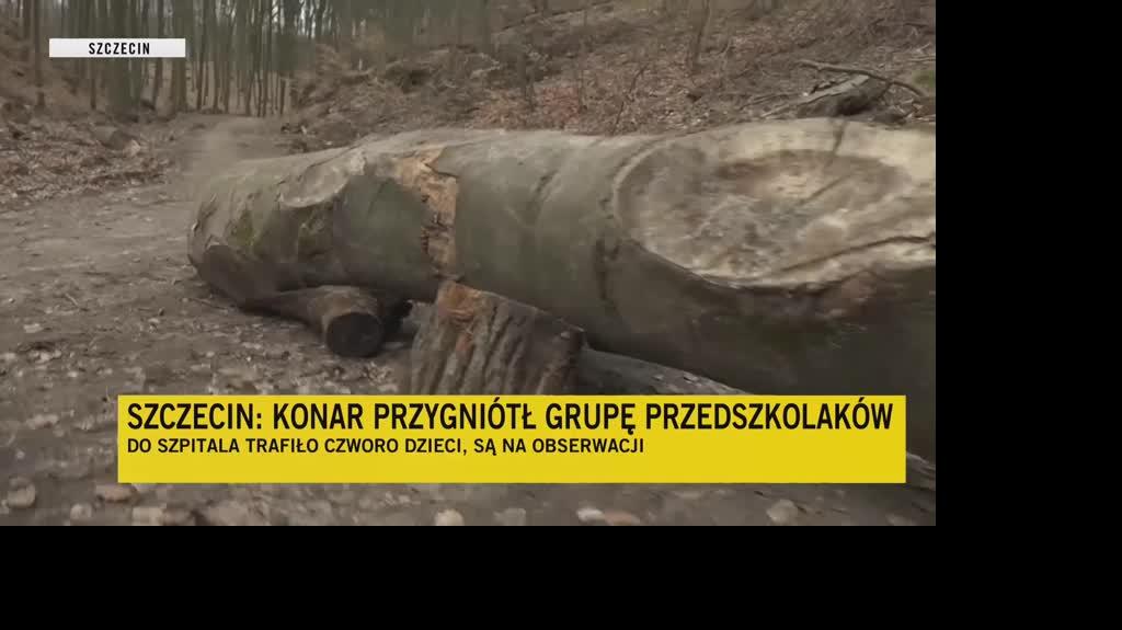 lajf szczecin 1