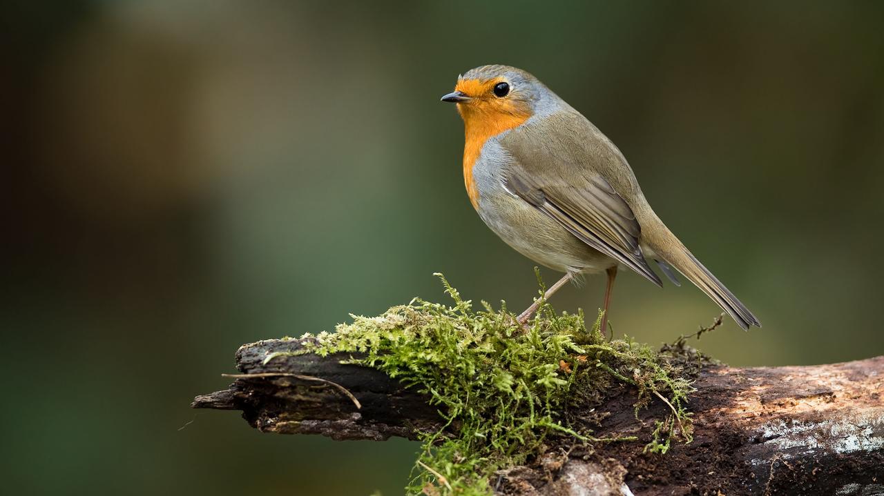 Tu ze świętami Bożego Narodzenia kojarzą się świnie i chrząszcze